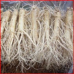 금산인삼  대 7~8뿌리